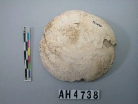 藏品(大型螺蓋製貝刮器)的圖片